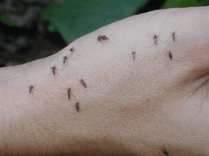 evita las picaduras de mosquitos